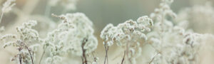 Htgr banner creme wiese