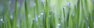 Htgr banner gruen gras